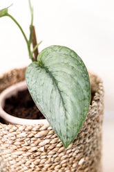 Scindapsus pictus sp. "Silver Splash"